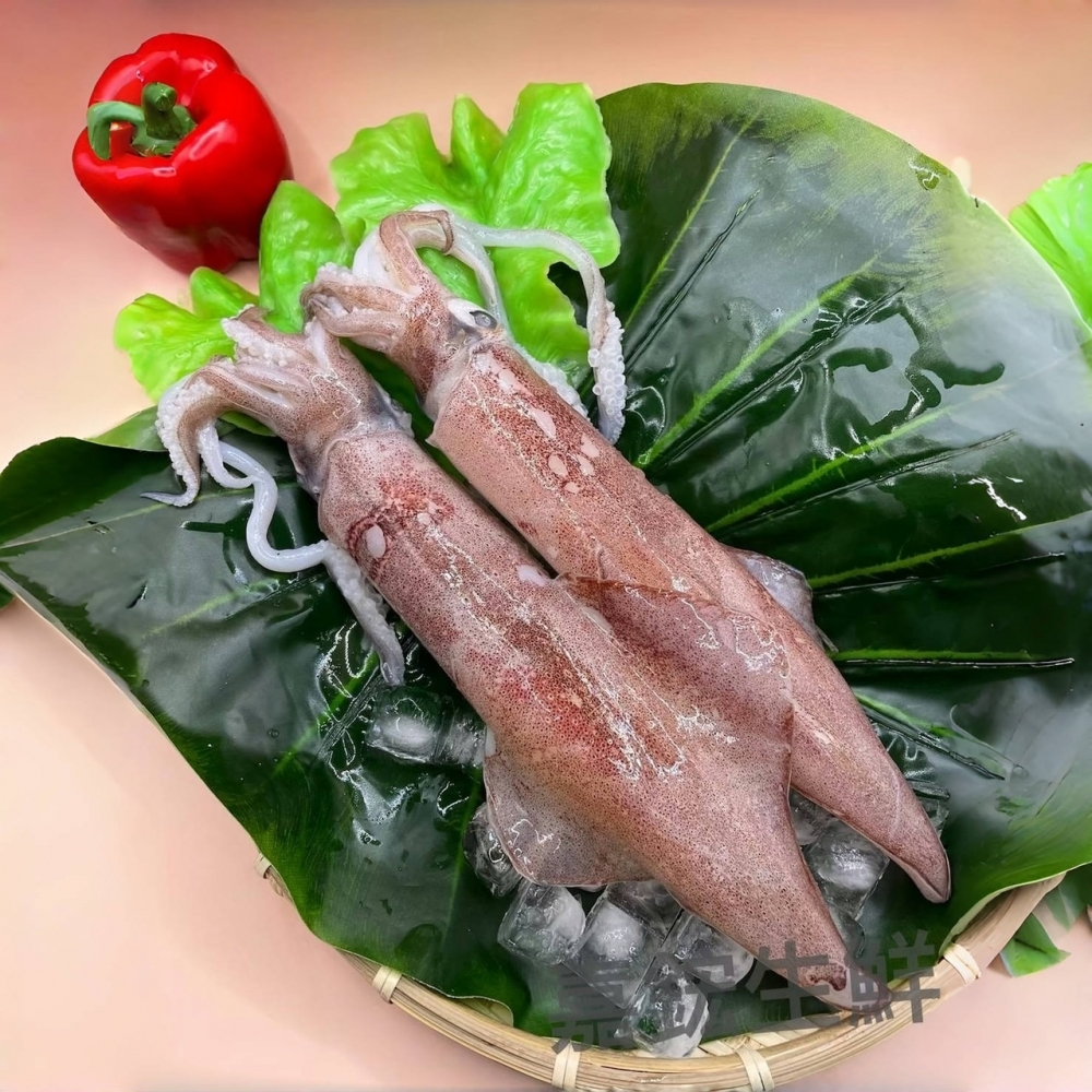 現撈船釣急凍透抽(中)-10斤