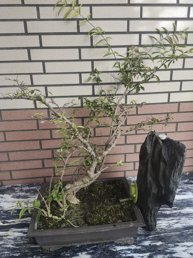 植物自動澆水器(小植)