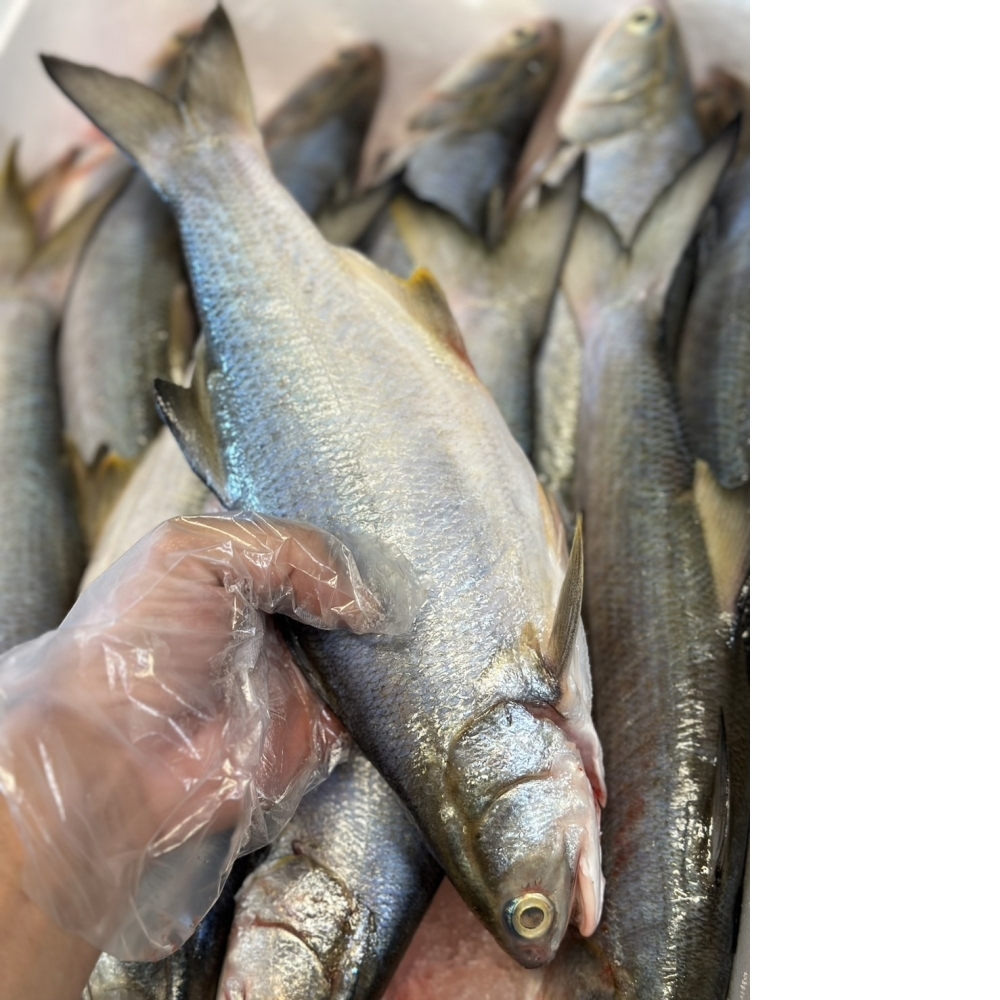 午仔魚