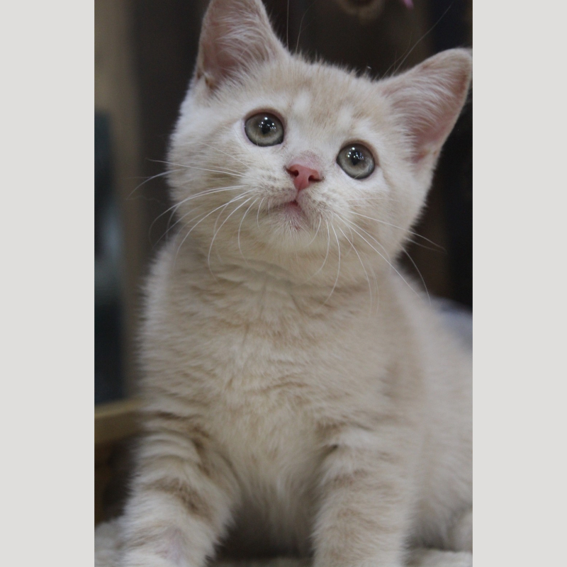 奶茶色英國短毛貓妹妹