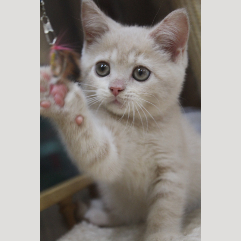 奶茶色英國短毛貓妹妹