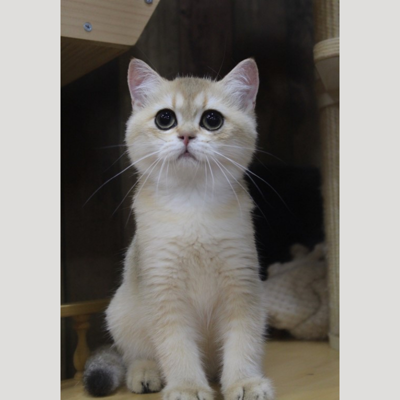 Ny11英國短毛貓妹妹