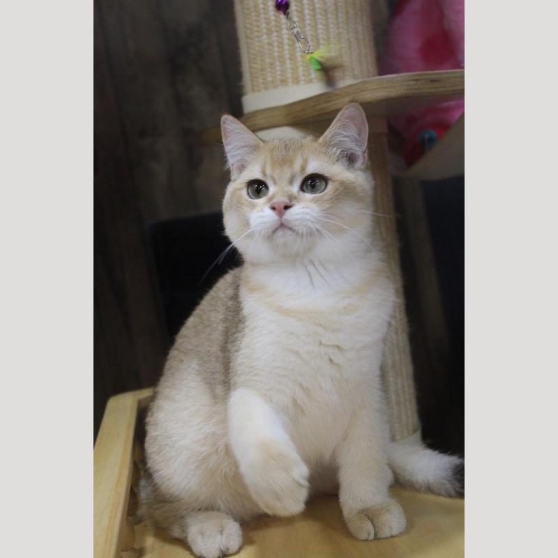 巧克力金漸層英國短毛貓弟弟 