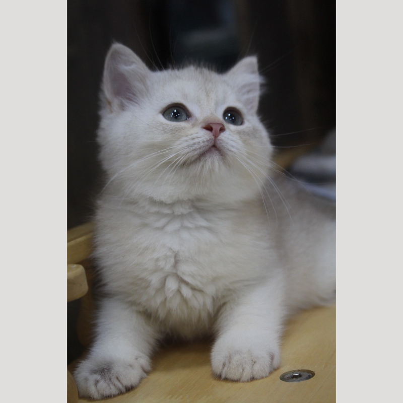 焦糖藍金英國短毛貓弟弟 