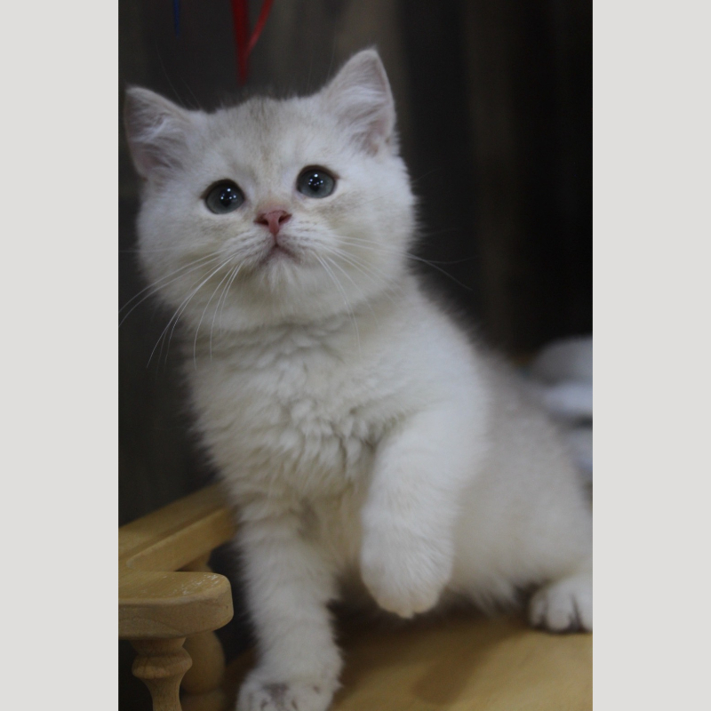 焦糖藍金英國短毛貓弟弟 