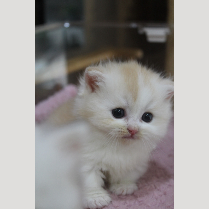 紅金加白小步舞曲弟弟