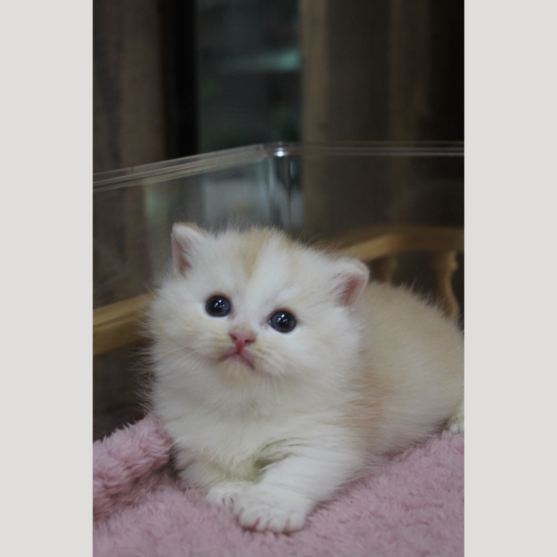 紅金加白小步舞曲弟弟