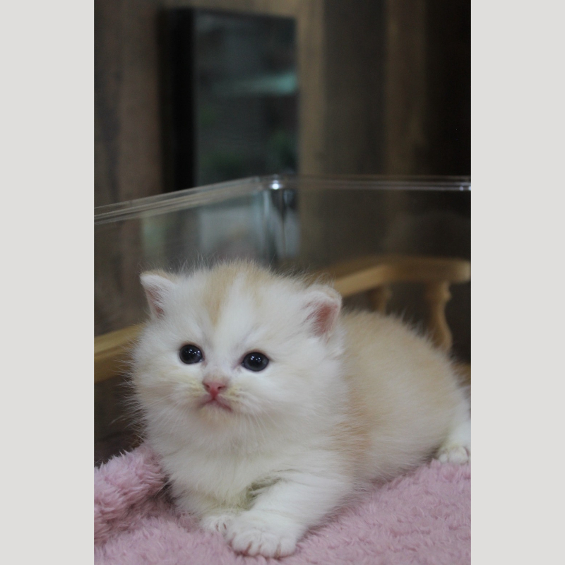 紅金加白小步舞曲弟弟