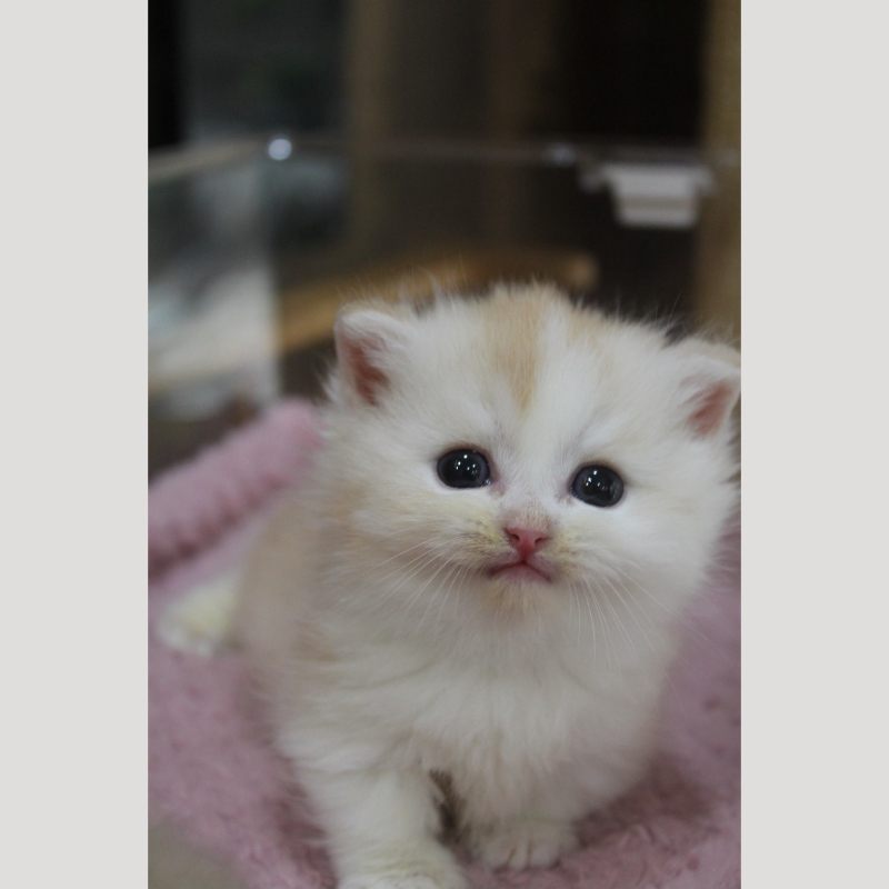 紅金加白小步舞曲弟弟