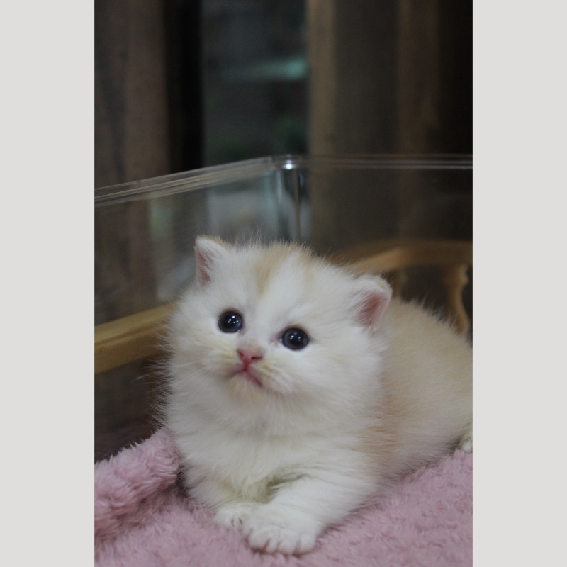 紅金加白小步舞曲弟弟