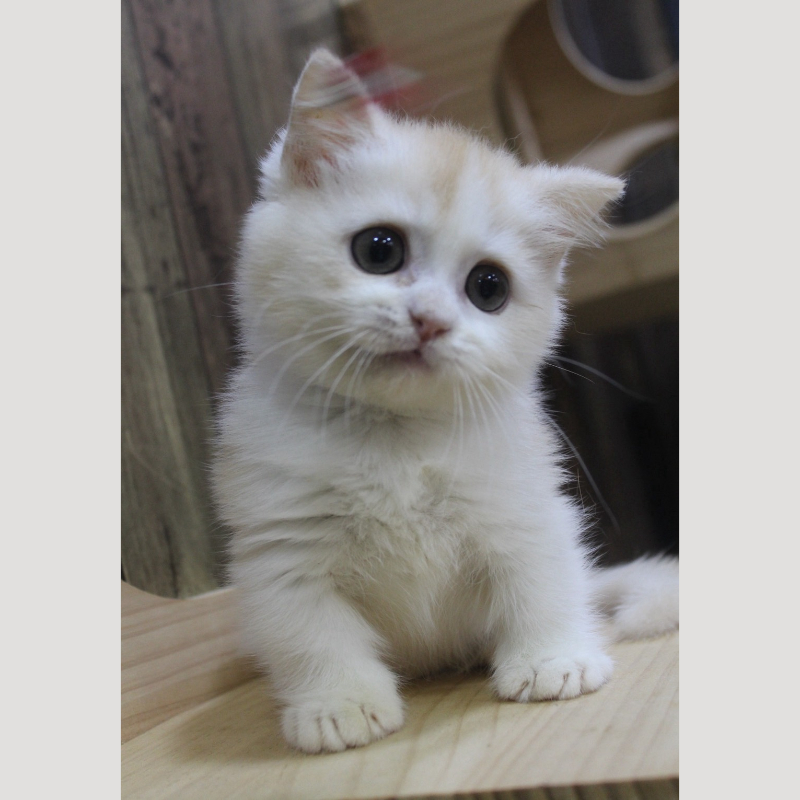 紅金加白曼赤肯弟弟