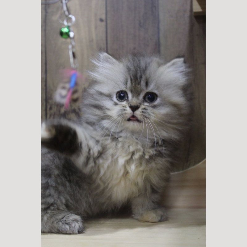 棕虎斑小步舞曲妹妹 