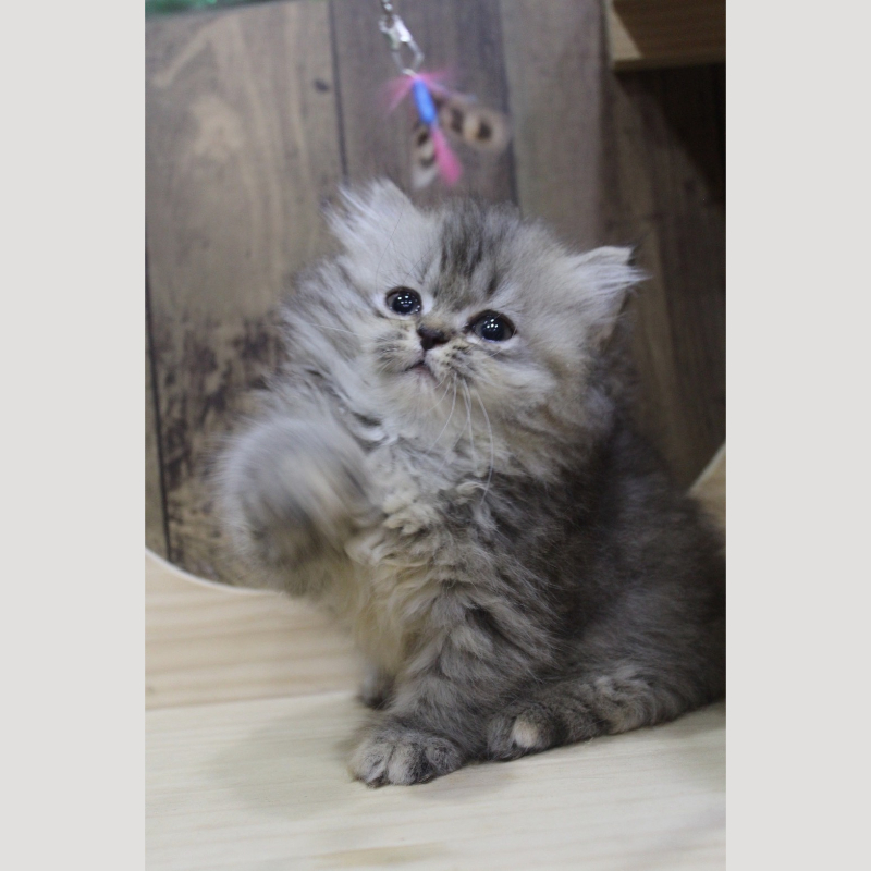 棕虎斑小步舞曲妹妹 