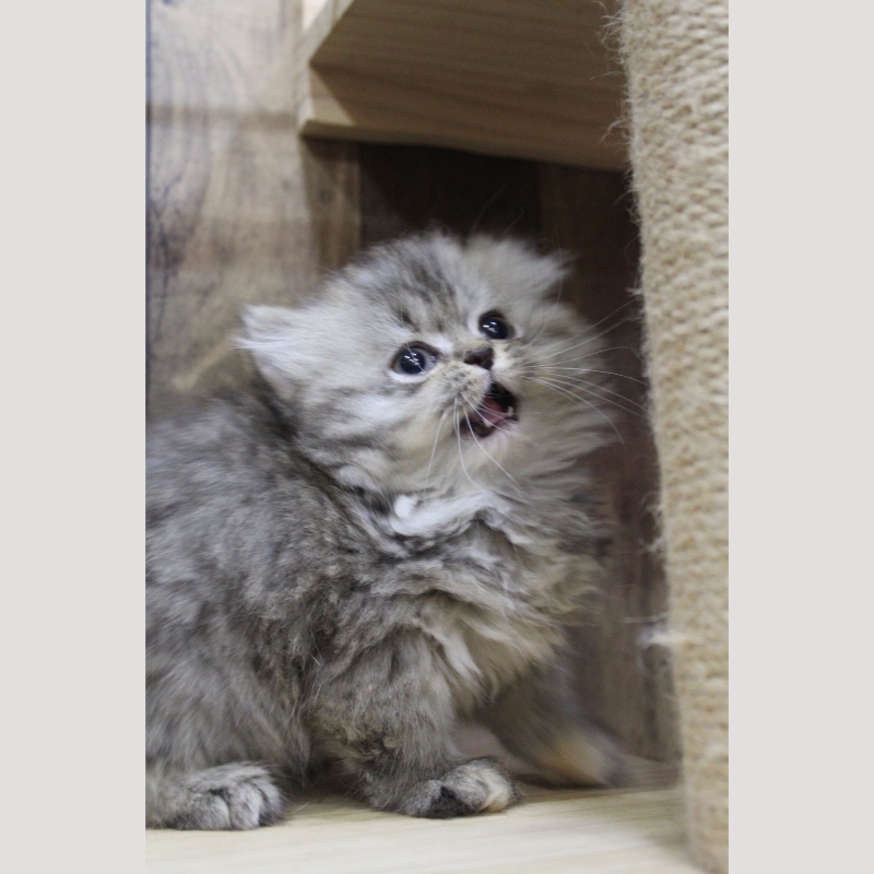 棕虎斑小步舞曲妹妹 