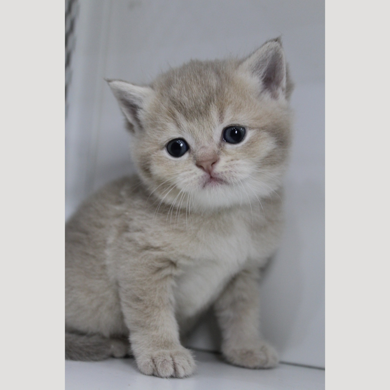 紫金漸層英國短毛貓妹妹