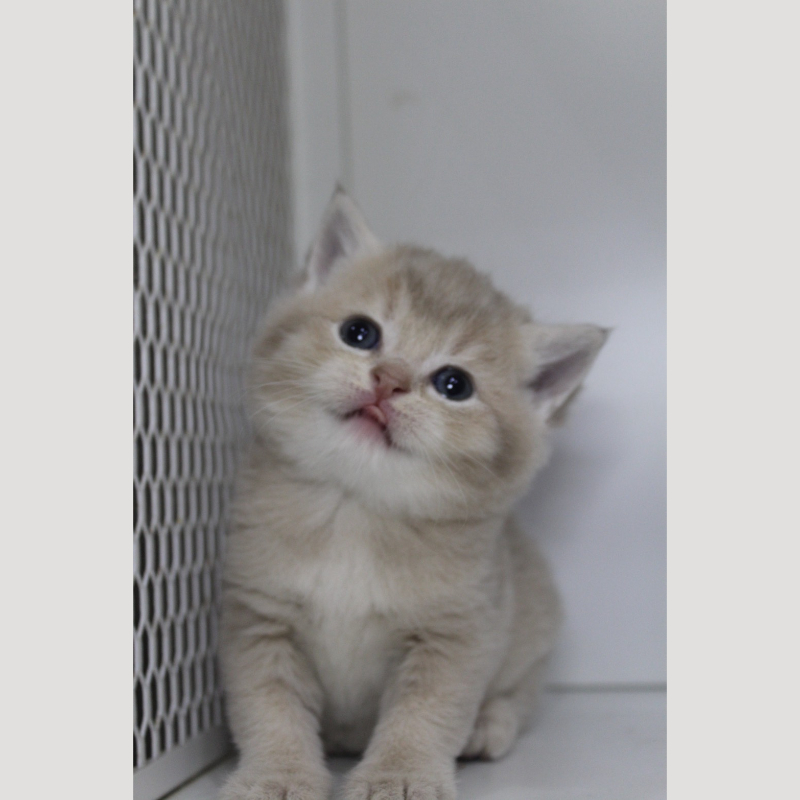 紫金漸層英國短毛貓妹妹