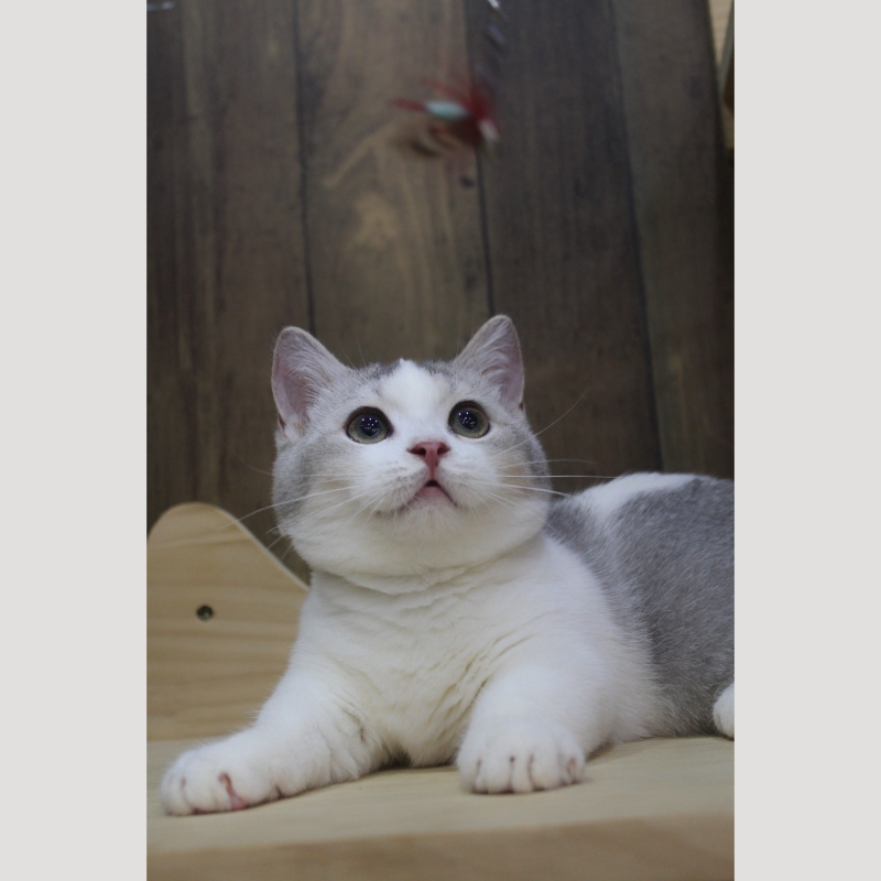 銀漸層加白曼赤肯妹妹 