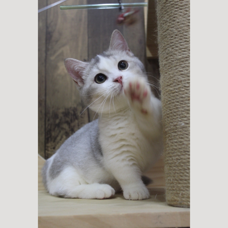 銀漸層加白曼赤肯妹妹 