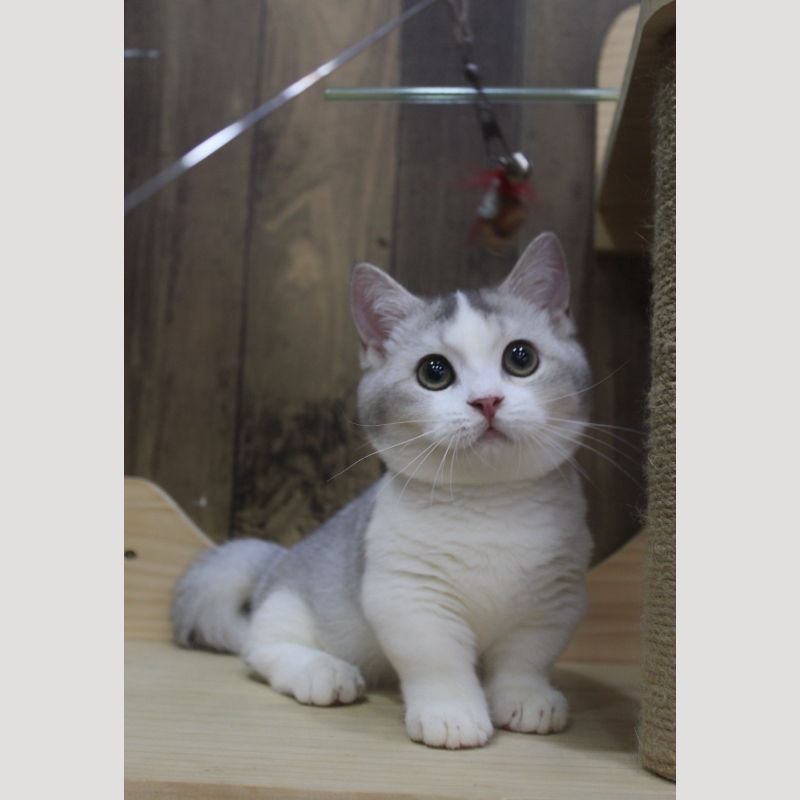 銀漸層加白曼赤肯妹妹 