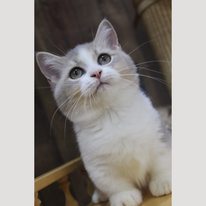 藍金加白曼赤肯弟弟 