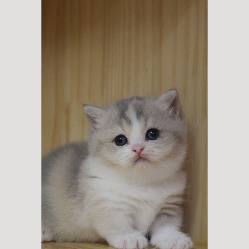 藍金加白曼赤肯妹妹