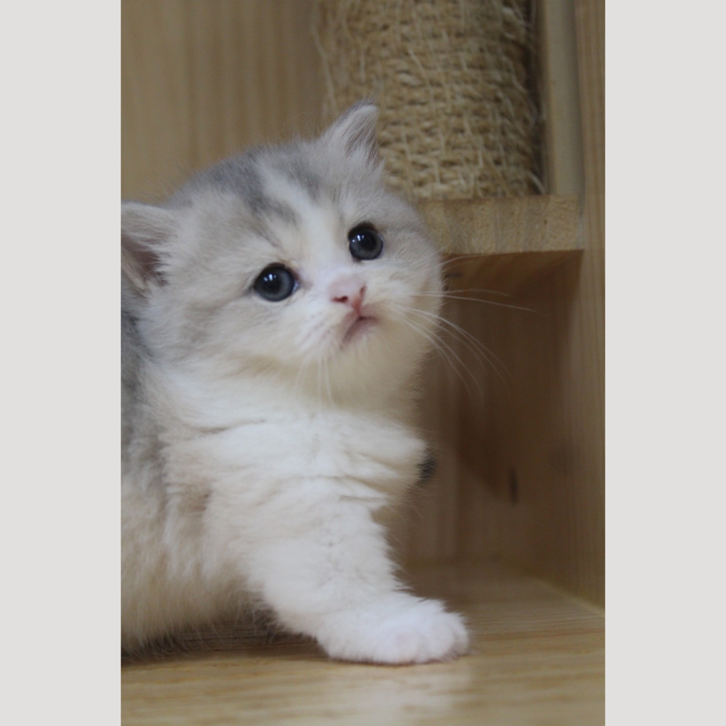 藍金加白曼赤肯妹妹