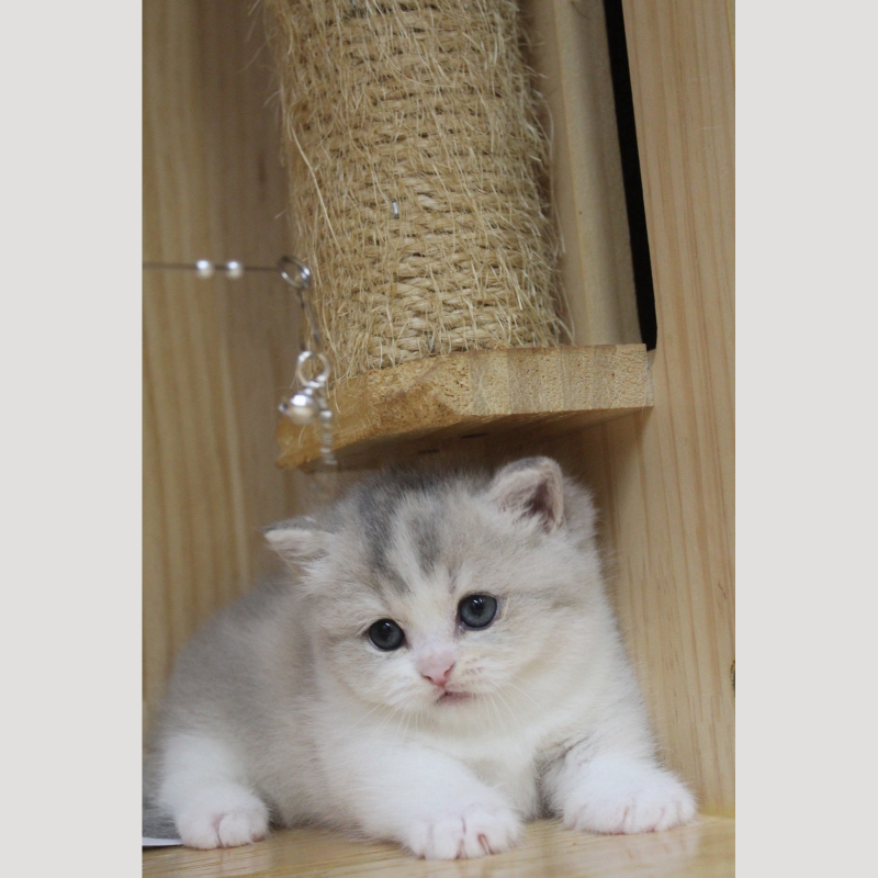 藍金加白曼赤肯妹妹