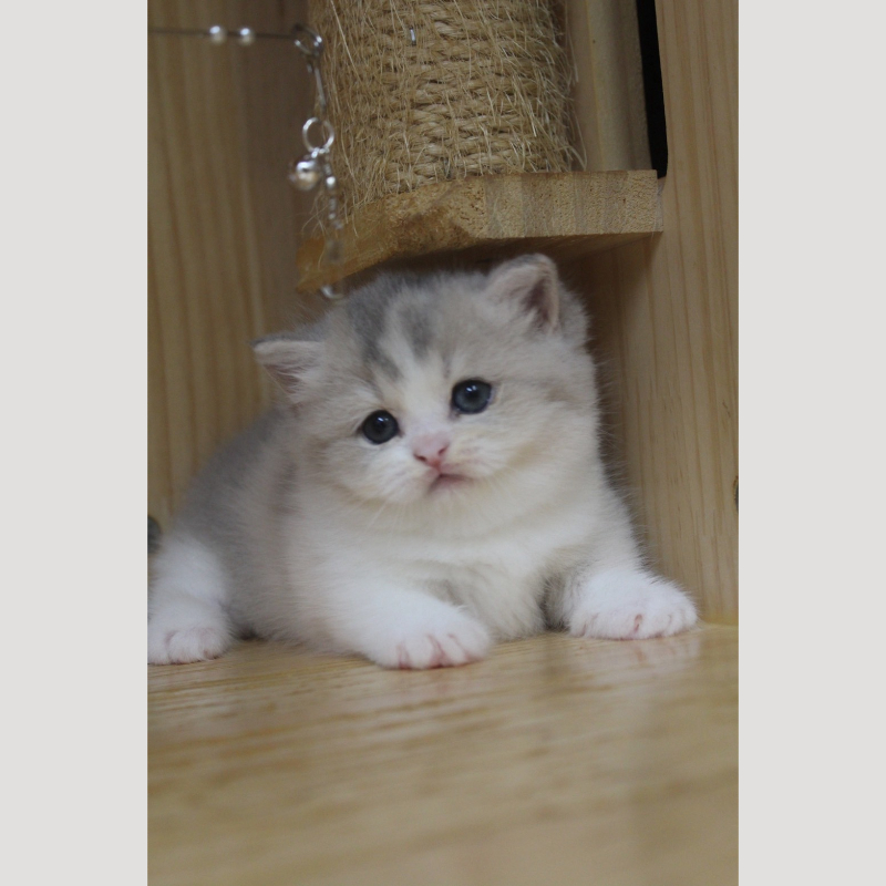 藍金加白曼赤肯妹妹