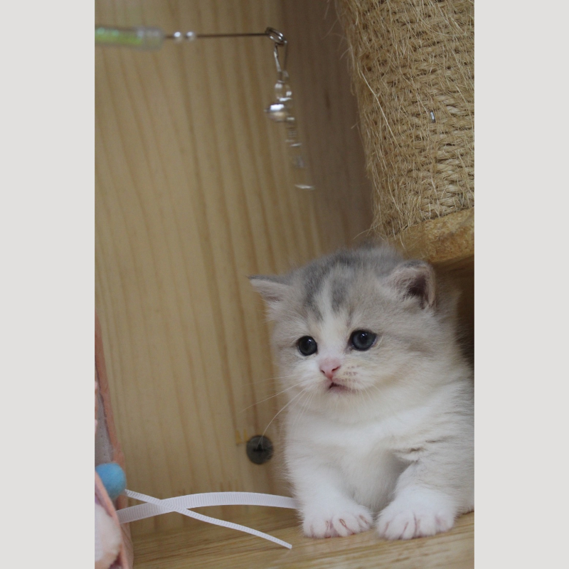 藍金加白曼赤肯妹妹