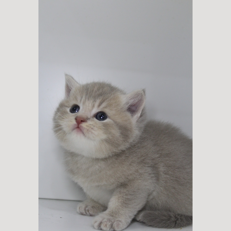 藍金漸層英國短毛貓弟弟 