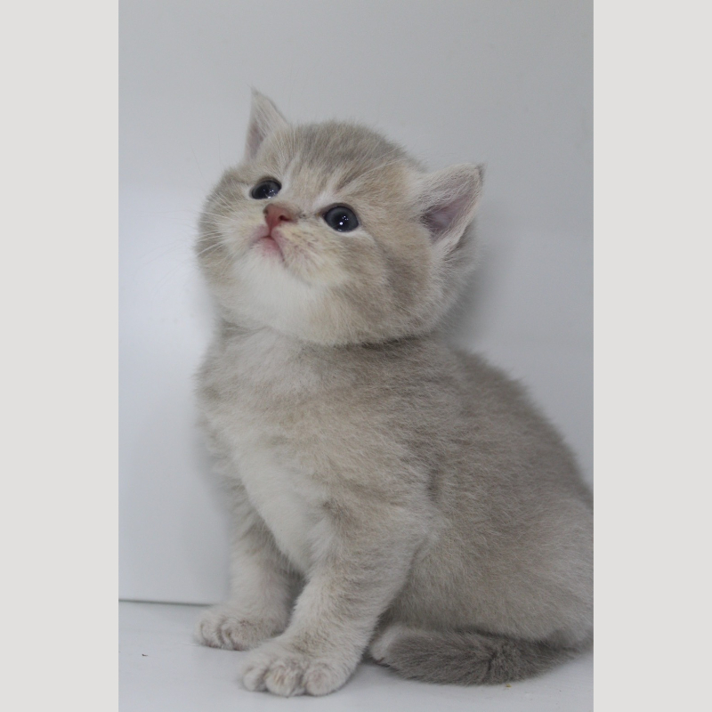 藍金漸層英國短毛貓弟弟 