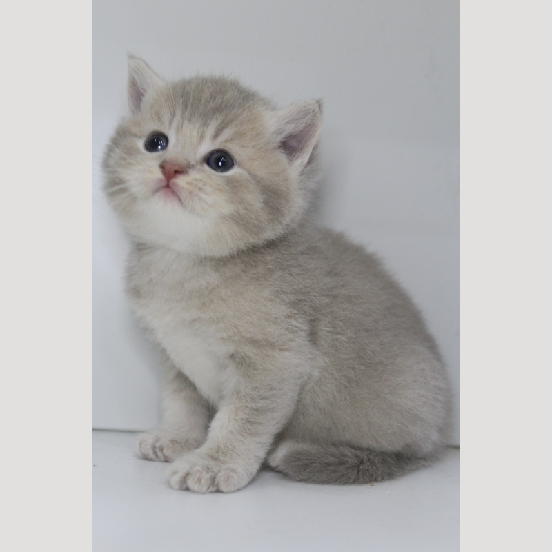 藍金漸層英國短毛貓弟弟 