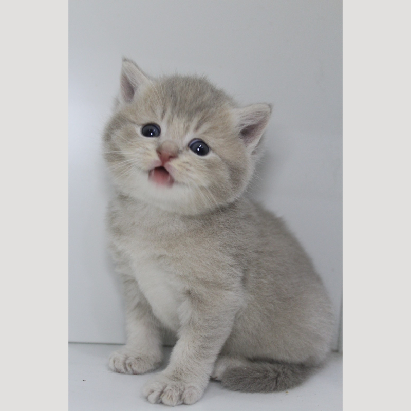 藍金漸層英國短毛貓弟