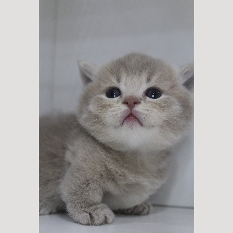 藍金漸層曼赤肯弟弟 