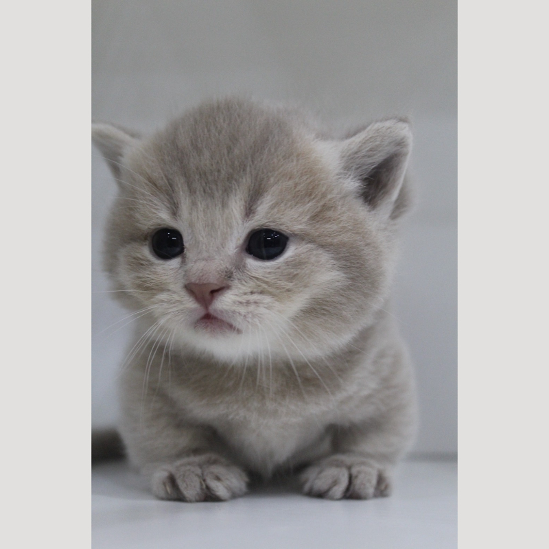 藍金漸層曼赤肯弟弟 