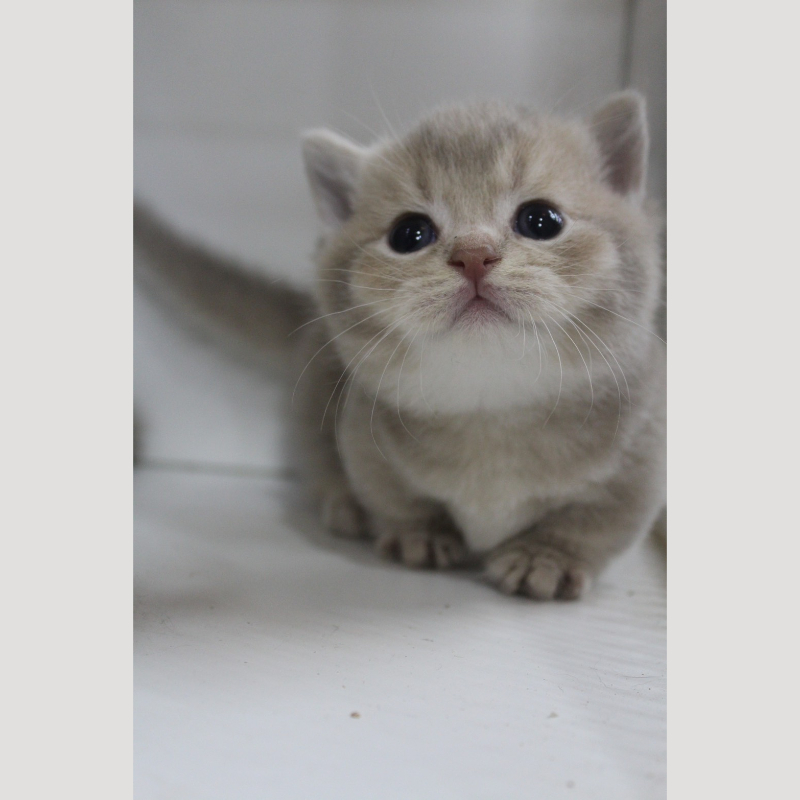 藍金漸層曼赤肯弟弟