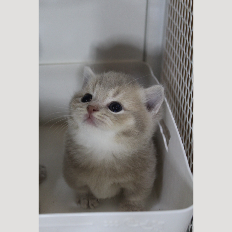 藍金漸層曼赤肯弟弟