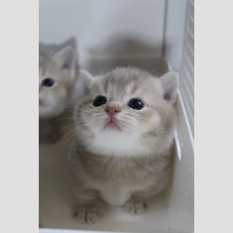 藍金漸層曼赤肯弟弟