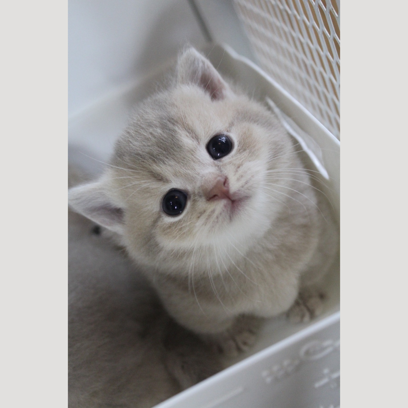 藍金漸層曼赤肯弟弟