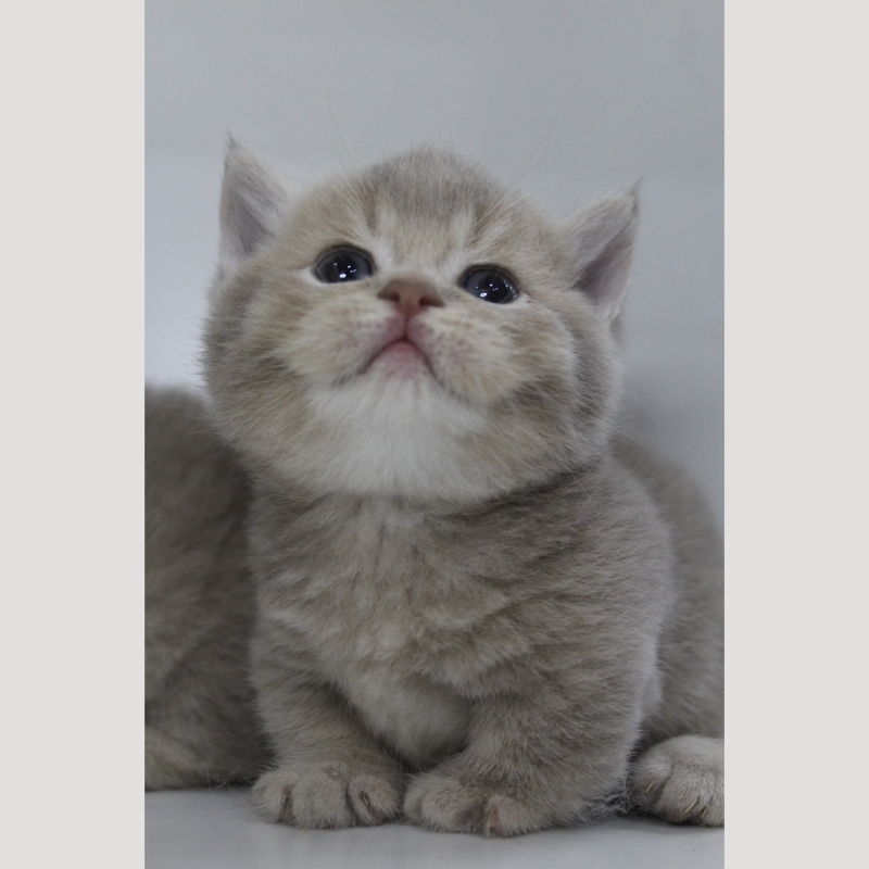 藍金漸層曼赤肯妹妹