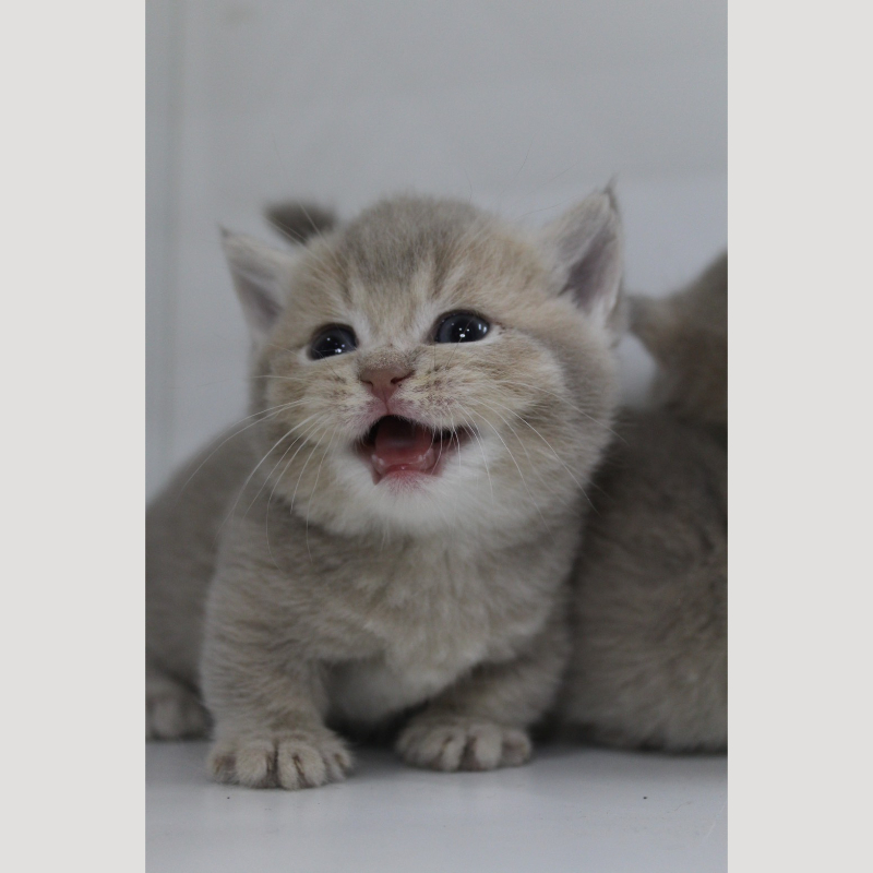 藍金漸層曼赤肯妹妹