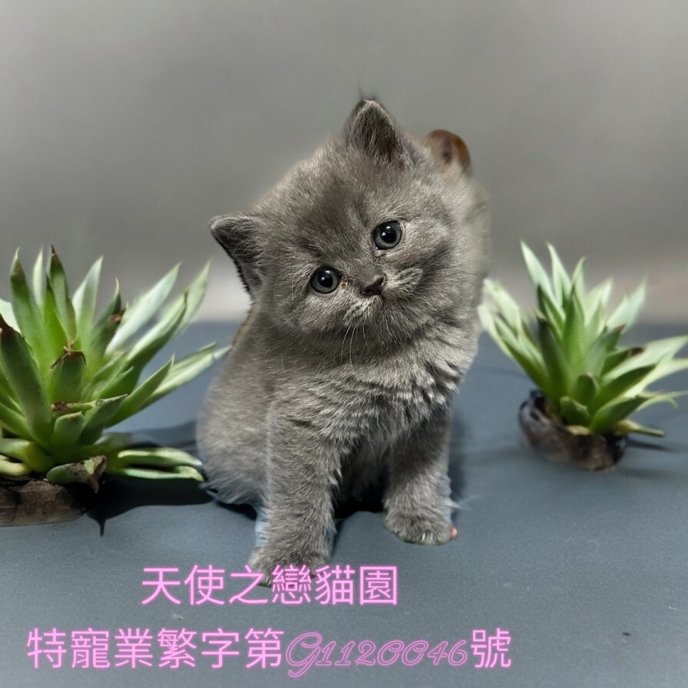 英短貓