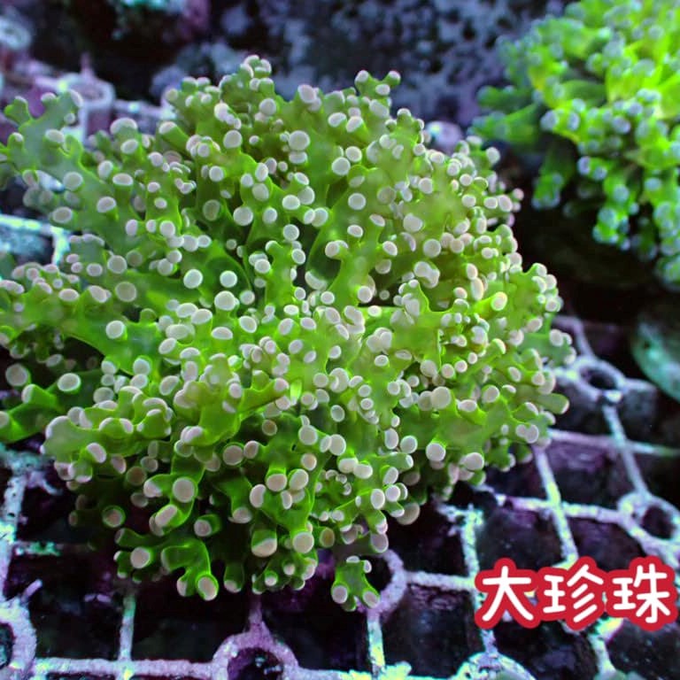 大珊瑚