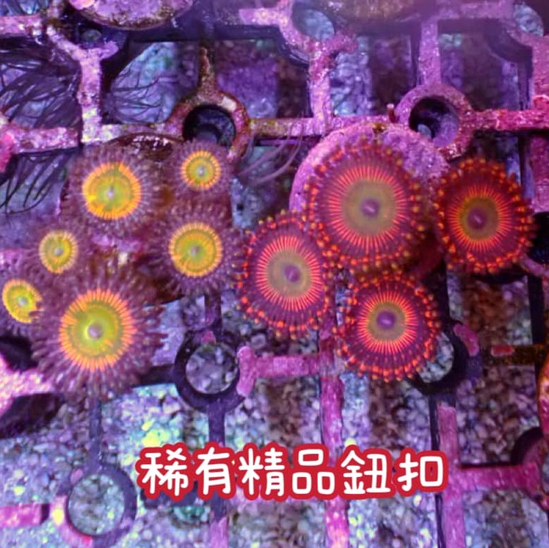 稀有精品鈕扣