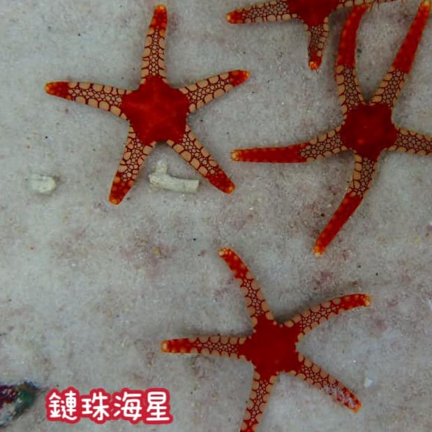 鏈珠海星