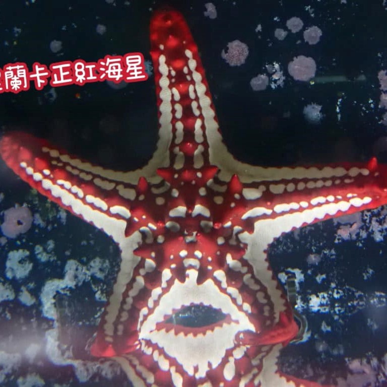 斯里蘭卡正紅海星
