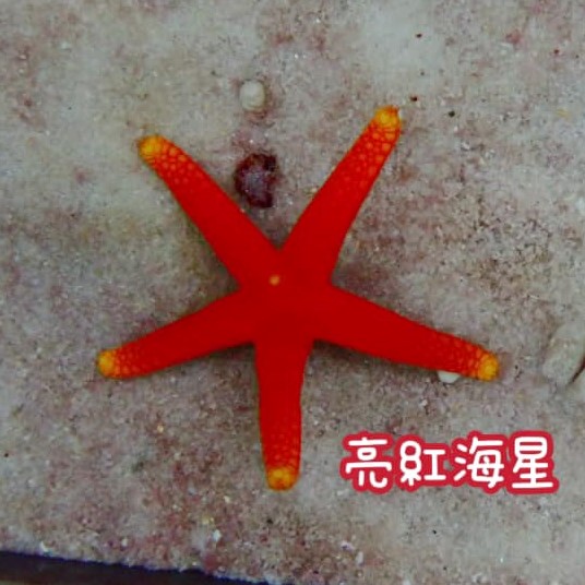 亮紅海星