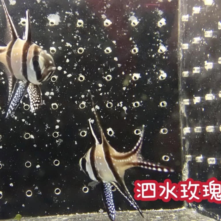泗水玫瑰