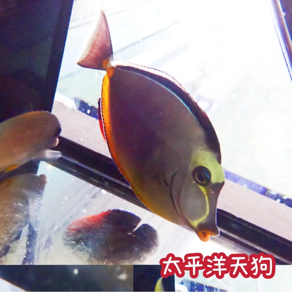 太平洋天狗