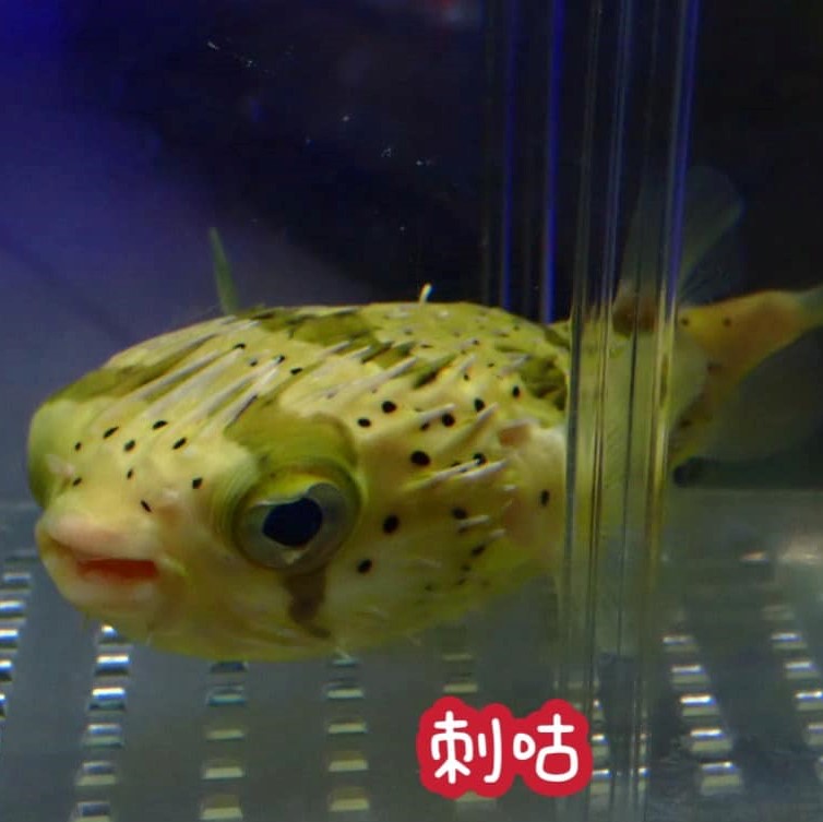 刺咕